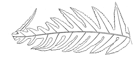 Huge Fern Leaf Coloring Page